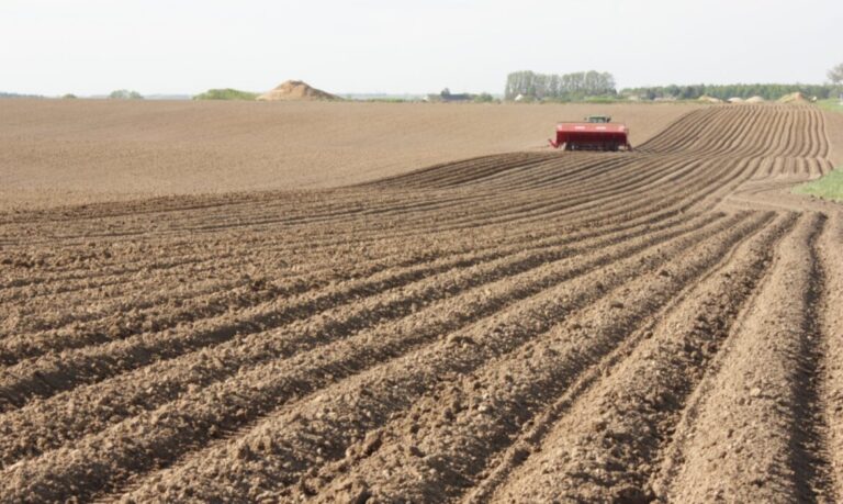 Kartoffeln setzen im Frühling: So gelingt Pflanzung, Pflege und Ernte – mit der richtigen Kartoffeltechnik